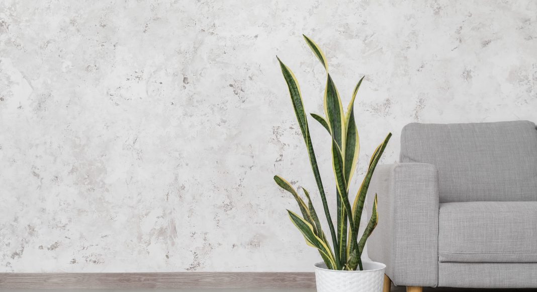 Snake plants are excellent, low-maintenance indoor plants that purify air by removing toxins like formaldehyde and benzene.