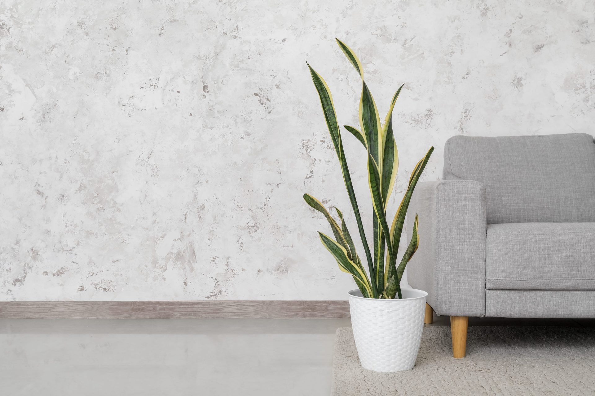 Snake plants are excellent, low-maintenance indoor plants that purify air by removing toxins like formaldehyde and benzene.