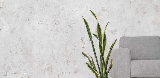 Snake plants are excellent, low-maintenance indoor plants that purify air by removing toxins like formaldehyde and benzene.