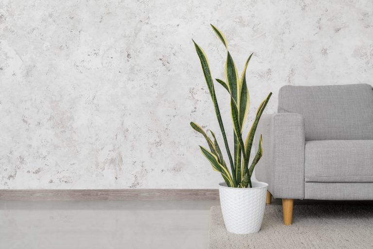 Snake plants are excellent, low-maintenance indoor plants that purify air by removing toxins like formaldehyde and benzene.