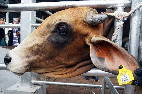 Melaka pioneers livestock QR tagging system