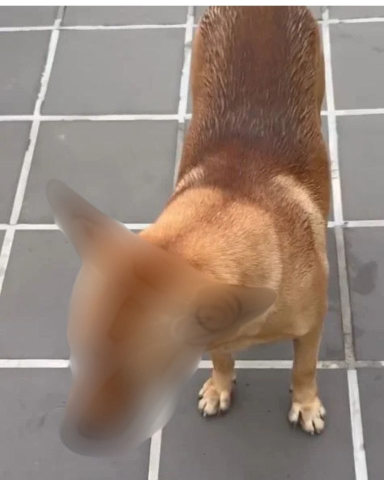 Netizens outraged after woman claims dog was beaten to death
