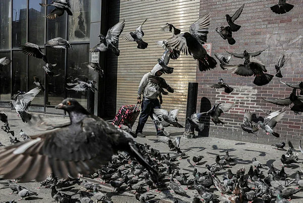 Pigeons were first domesticated 3500 years ago study finds Pigeons were first domesticated 3,500 years ago, study finds