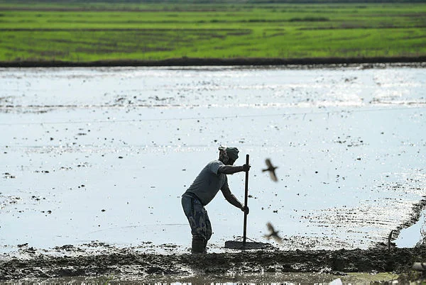 Rice farmers get RM200 per hectare plowing incentive