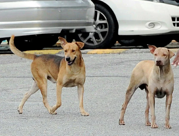Sarawak records another rabies-related death this year