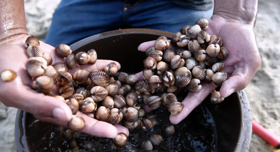 Sungai Kuala Juru cockles declared safe for consumption by JPNPP
