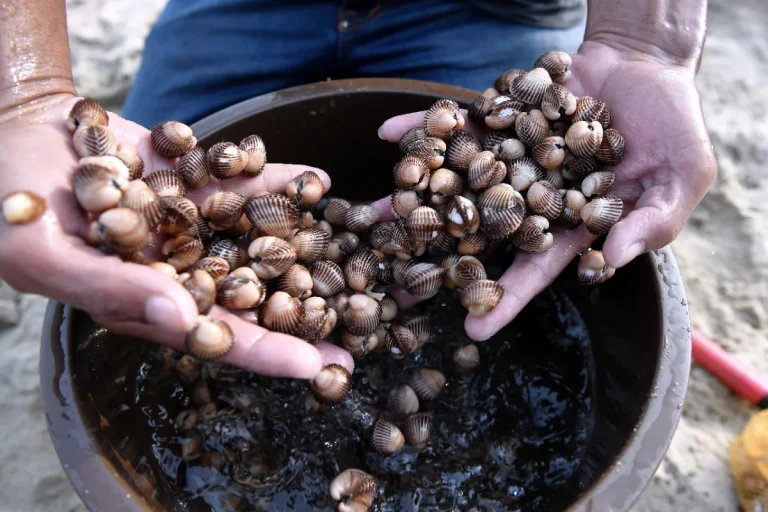 Sungai Kuala Juru cockles declared safe for consumption by JPNPP
