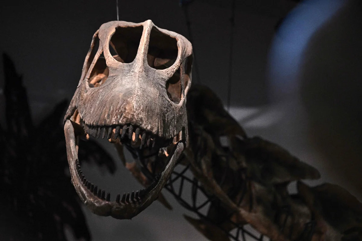 Southeast Asia's largest dinosaur identified in Thailand