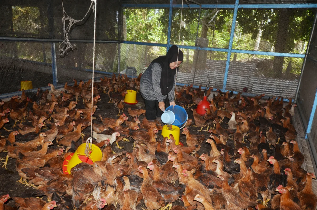 TR01_13052026_AYAM_KACUKAN Kampung Padang Luas, chicken, farming, Sejati MADANI, income