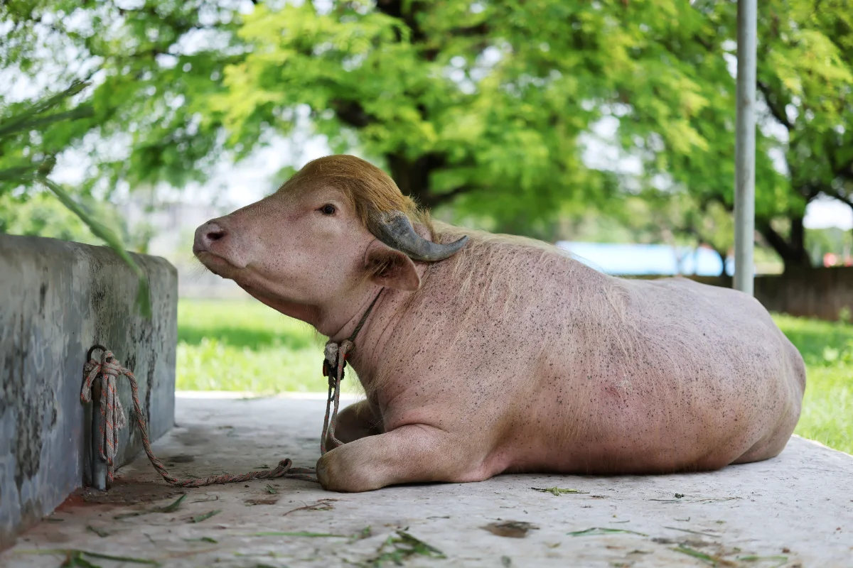 Viral fame spares 'Donald Trump' buffalo from Eid sacrifice in Bangladesh Viral fame spares 'Donald Trump' buffalo from Eid sacrifice in Bangladesh