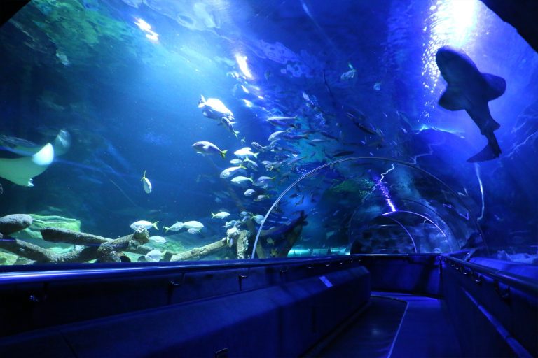 Aquawalk Group posts RM25.3m Q1 revenue on steady aquarium traffic