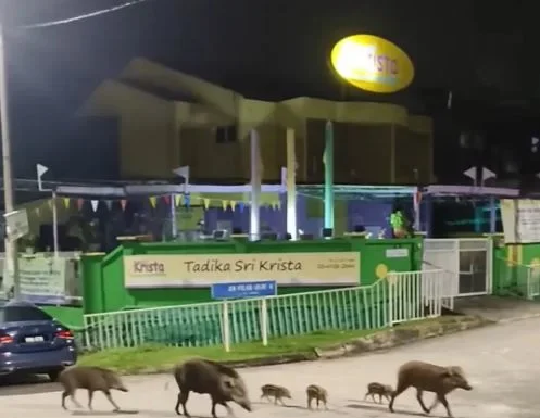 'Who is the real intruder?': Netizens defend wild boars spotted roaming near local kindergarten