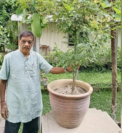 CAP slams “daylight robbery” as curry leaves prices soar to RM18 per kg