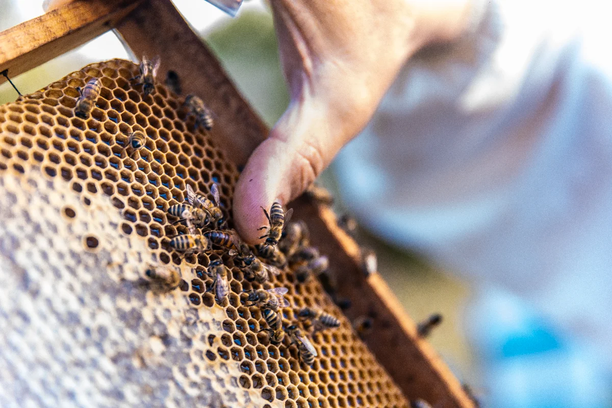 Stingless bee project boosts learning and attendance