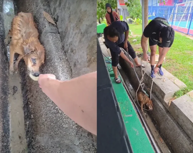 Jogger stops mid-run to save "blind" dog trapped in monsoon drain