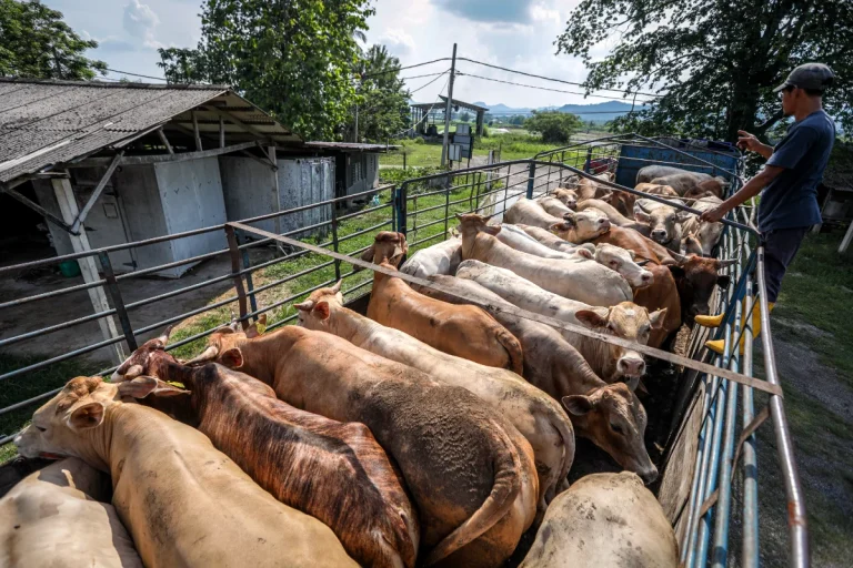 KUSKOP donates 36 cattle for Aidiladha celebrations
