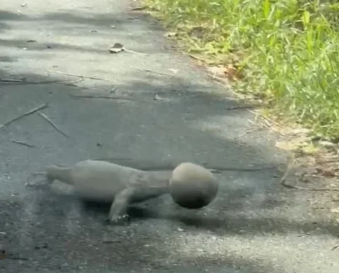 “Alien” sighting turns out to be monitor lizard stuck in coconut shell, amusing netizens