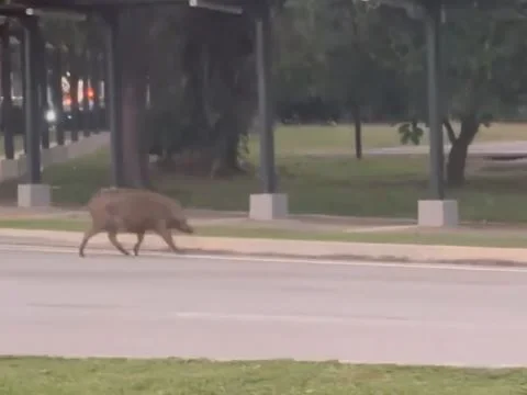 Wild boar spotted running outside Putrajaya Hospital triggers memes and habitat loss debates