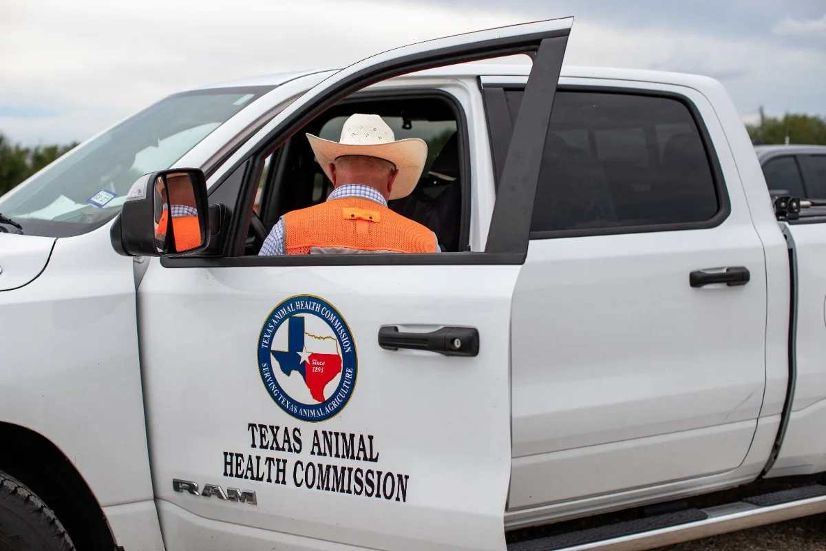US detects second case of dangerous livestock pest in Texas