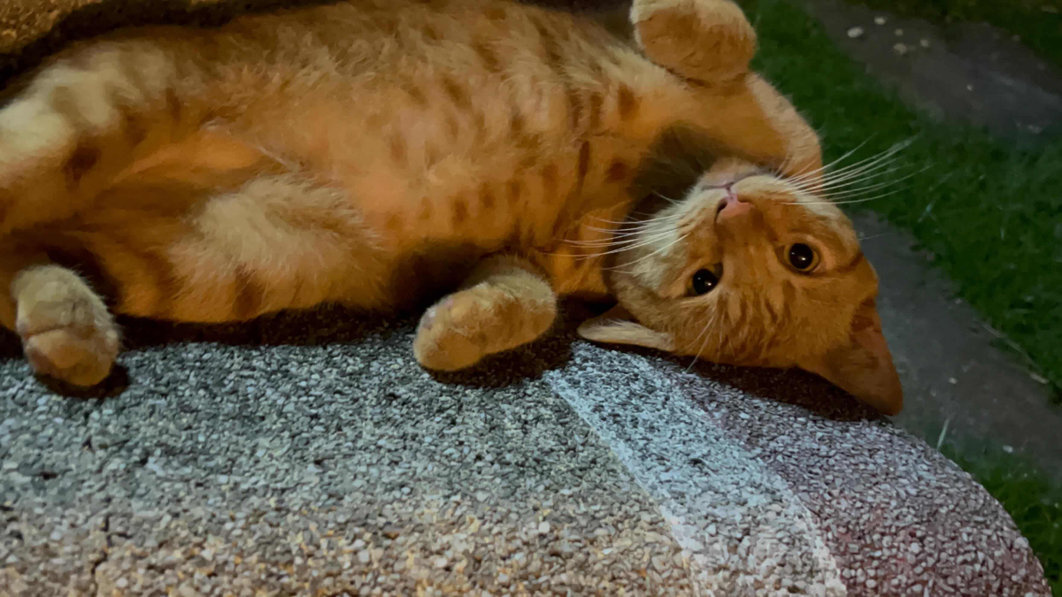 Oyen was bribed with a food stick when first met and he opened up slowly, although head scratches are the only thing he is okay with. – PICFROMALLISONAIKO