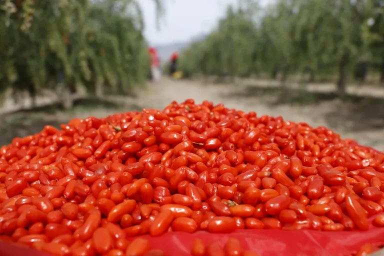 From ancient delicacy to global trend: the industrial upgrade and global journey of ningxia goji berries