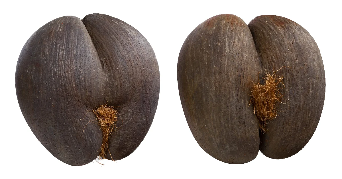 8 quirky national fruits, animals worldwide