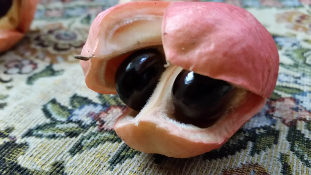 8 quirky national fruits, animals worldwide