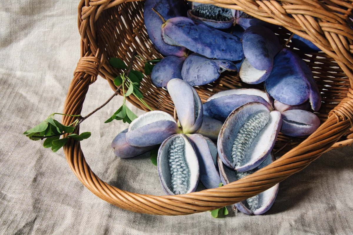 8 quirky national fruits, animals worldwide
