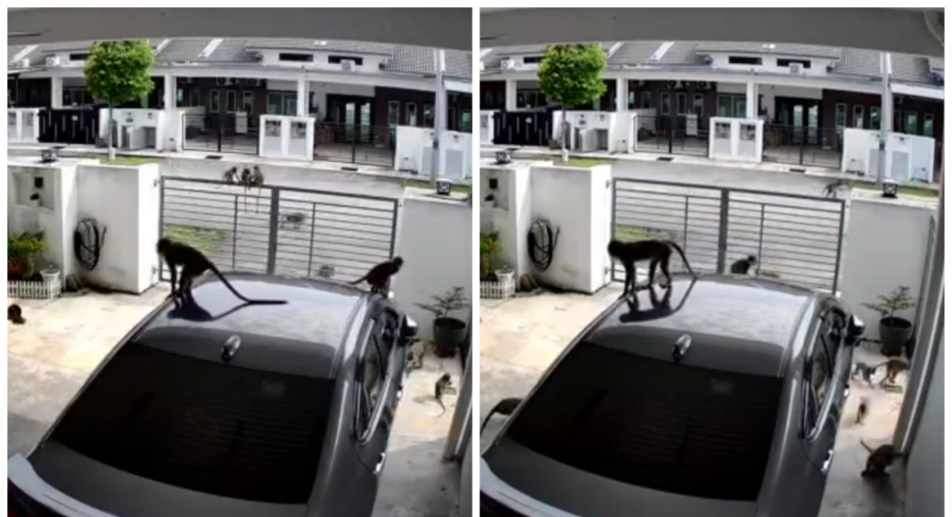 Troop of monkeys caught ‘raiding’ home in viral CCTV clip