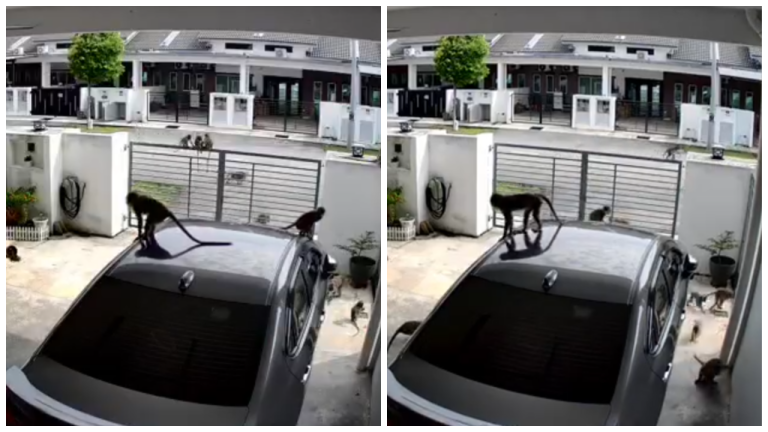 Troop of monkeys caught ‘raiding’ home in viral CCTV clip