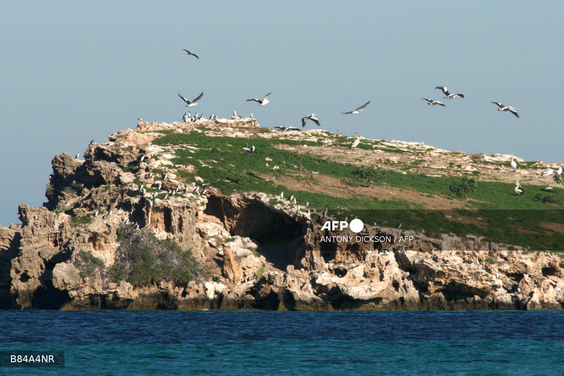 Australia detects H5 bird flu in second state Australia detects H5 bird flu in second state