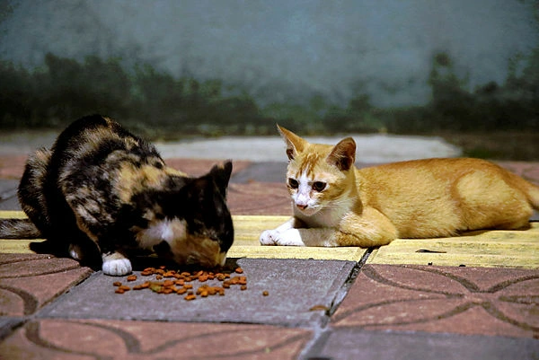 Animal welfare groups seek annual stray animal funding