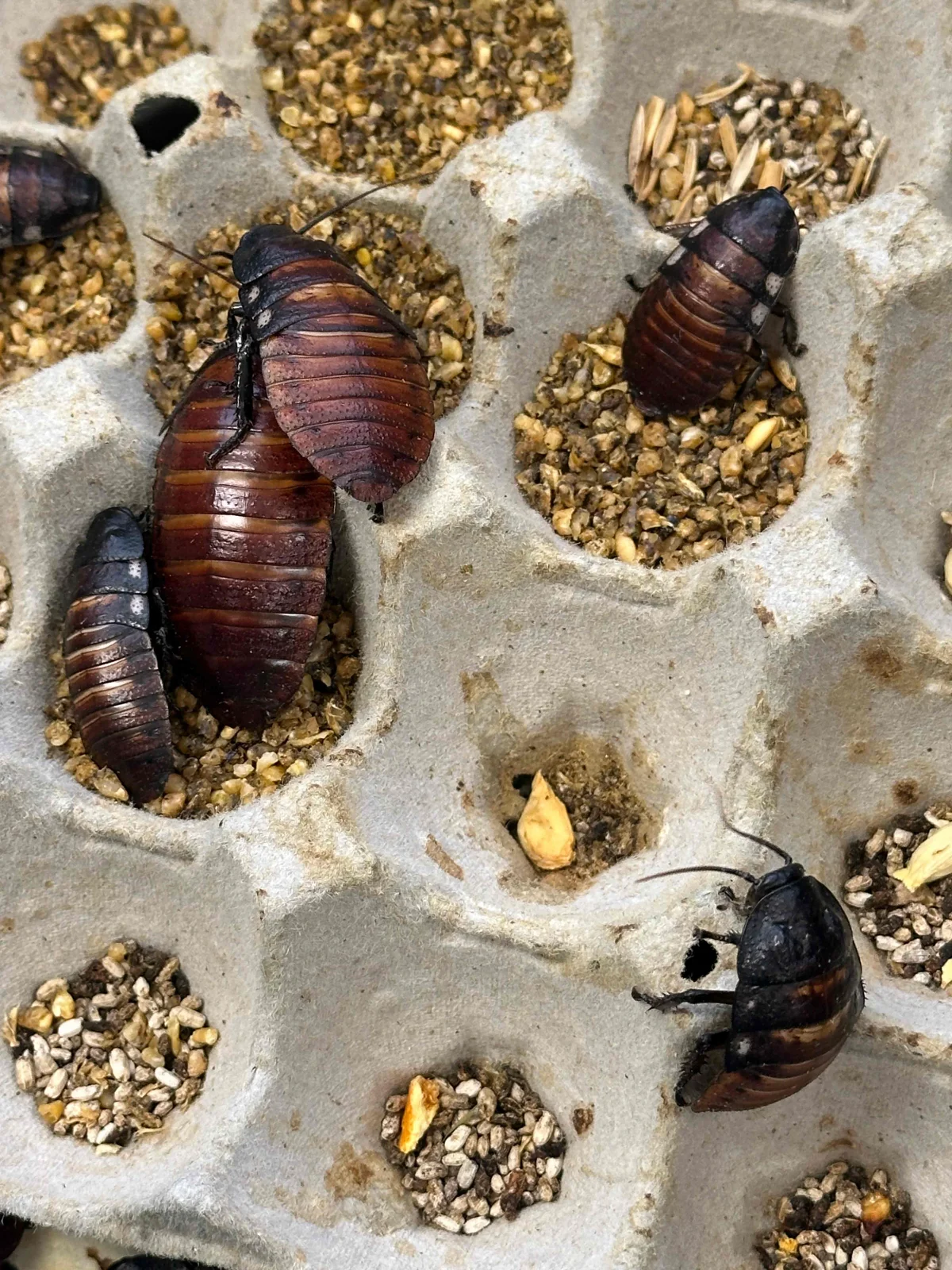 Australian authorities seize 100000 illegal exotic cockroaches Australian authorities seize 100,000 illegal exotic cockroaches