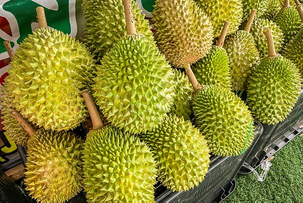 FAMA sets up 20 durian collection centres in Perak