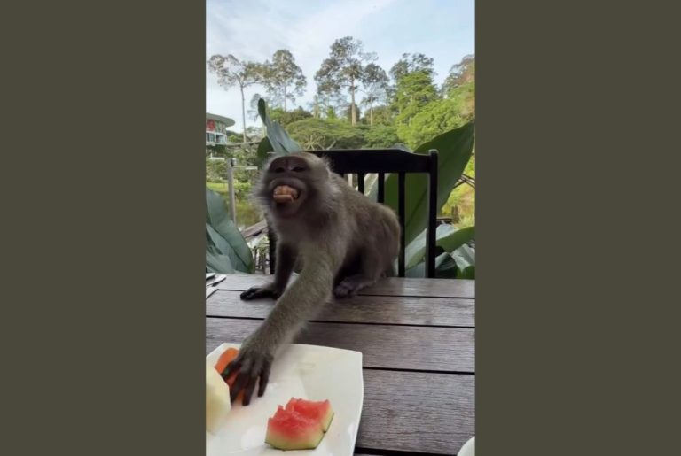 Cheeky monkey ‘steals’ fruit before flashing grin in viral video, melts netizens’ hearts