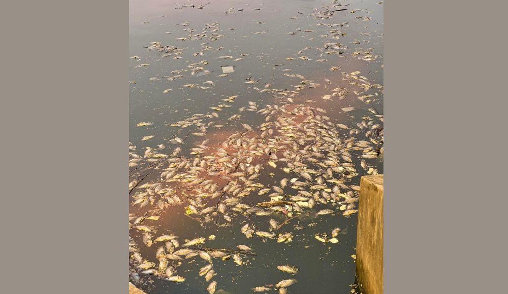 Dead fish found floating in Tasik Danau Kota, DBKL urged to investigate