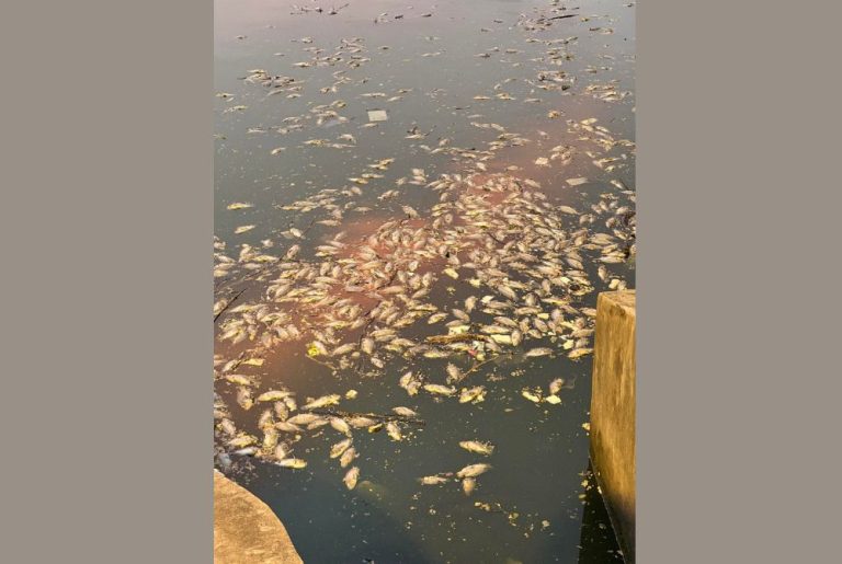 Dead fish found floating in Tasik Danau Kota, DBKL urged to investigate