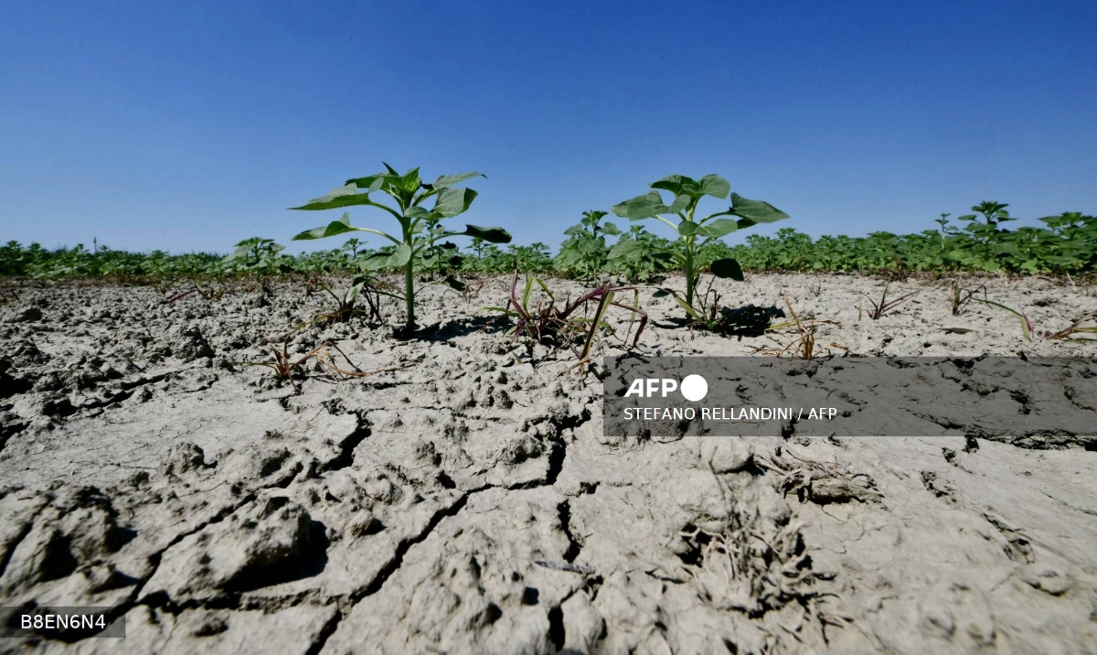 Italy’s Po River drought threatens farms and food supply