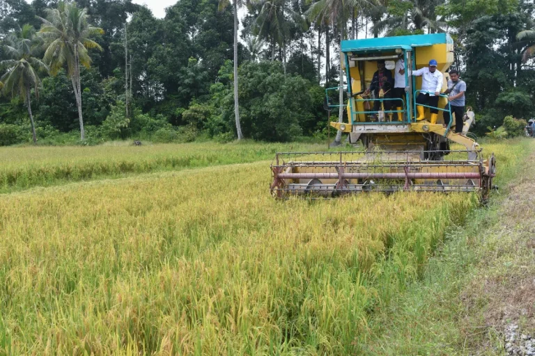 MADA completes pre-sowing activities for 2026 first padi season