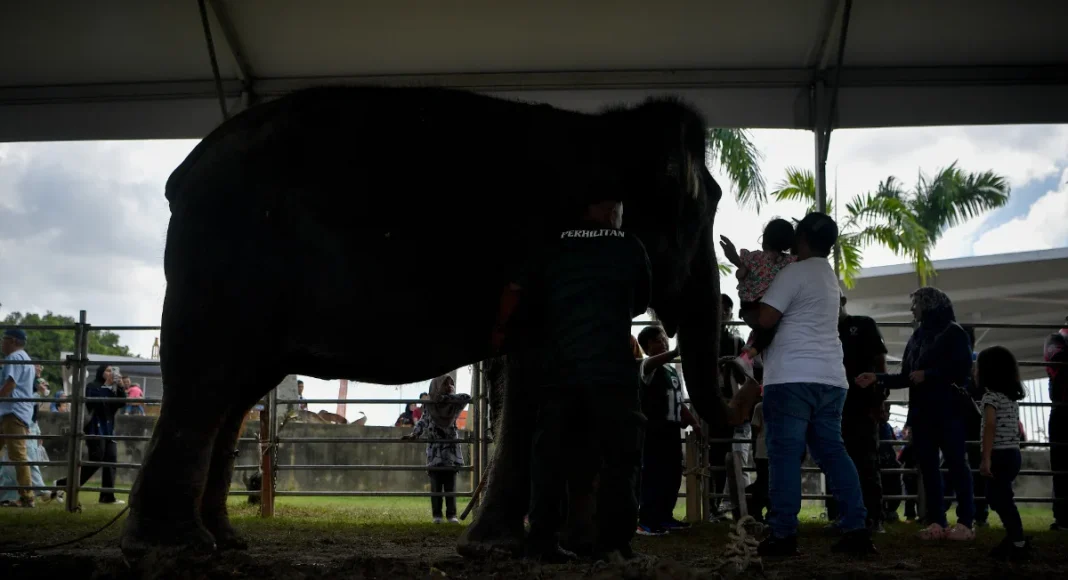 MACC probes alleged irregularities in elephant transfer from Taiping Zoo to Japan