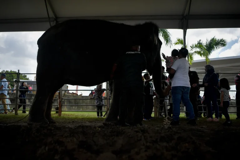 MACC probes alleged irregularities in elephant transfer from Taiping Zoo to Japan