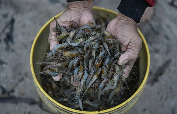 Malaysia to verify Thai feedback on shrimp export issue, says Mohamad Sabu
