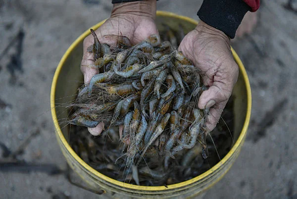 Malaysia to verify Thai feedback on shrimp export issue says Mohamad Sabu Malaysia to verify Thai feedback on shrimp export issue, says Mohamad Sabu