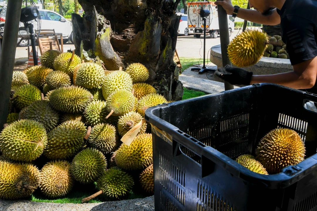 Malaysia’s durian industry hit by ‘Musang King tsunami’ oversupply