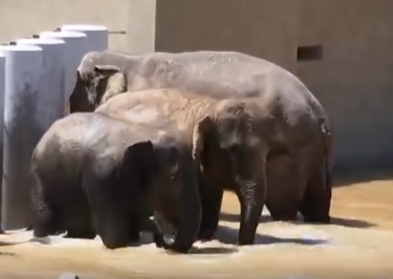 NRES to fully cooperate with MACC over elephant transfer to Japan probe