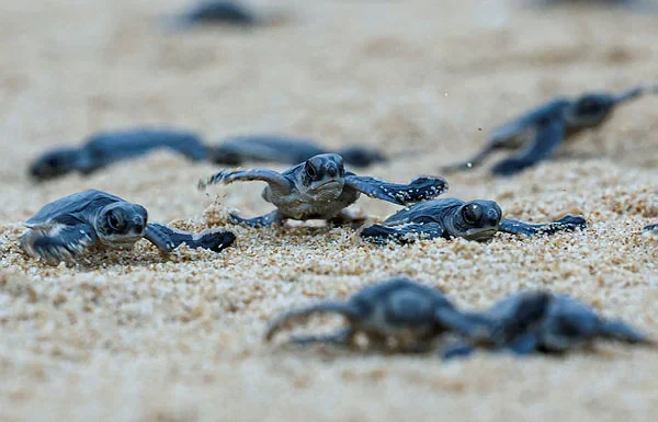 Terengganu releases over 757,000 baby turtles in 2025
