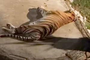 'It’s job is sleeping': Zoo visitor’s tiger encounter amuses Malaysian social media users