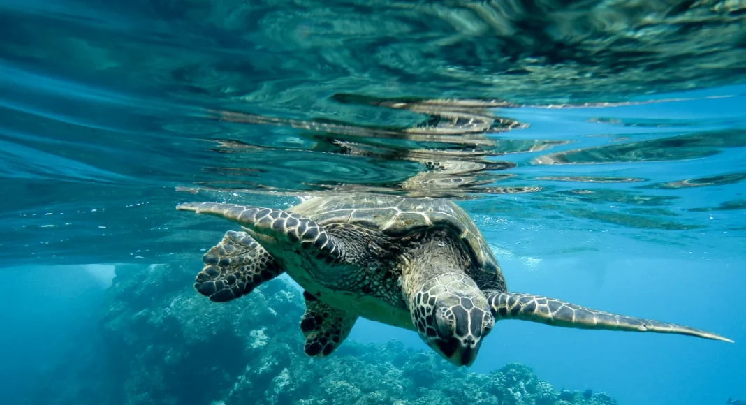 Turtle spy sensors threaten China’s coast