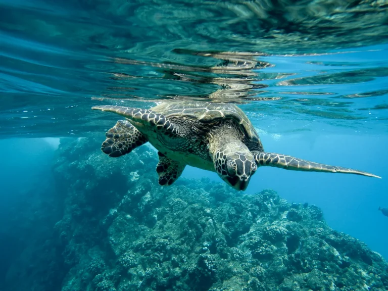 Turtle spy sensors threaten China’s coast