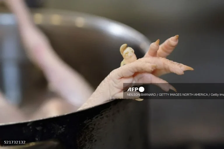 Two Vietnamese women charged over RM54 million rotten chicken feet scam